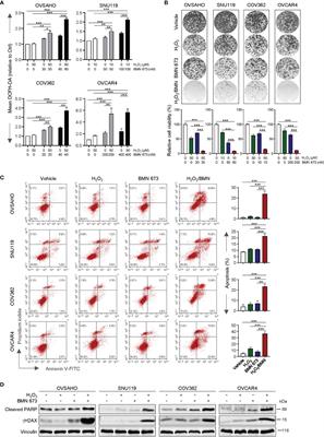 Phenethyl Isothiocyanate Enhances the Cytotoxic Effects of PARP Inhibitors in High-Grade Serous Ovarian Cancer Cells